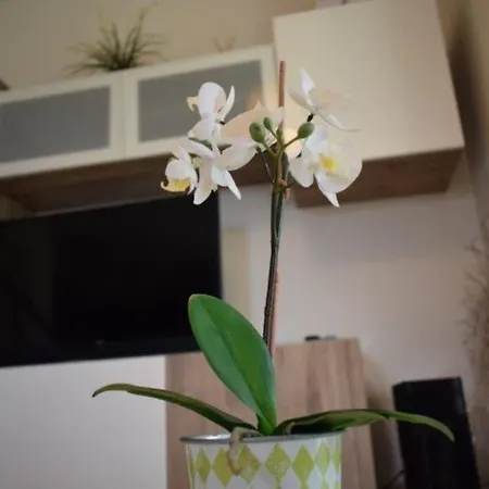 Vila Aegean Pearl *
